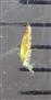  Stamen